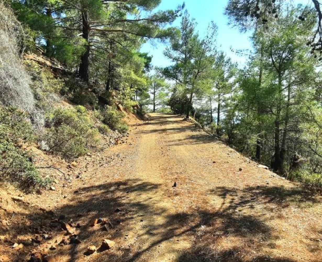 Pedal through nature's lush canopy, 
            as this trail winds its way between majestic trees, 
            offering the ideal mix of calm and excitement.